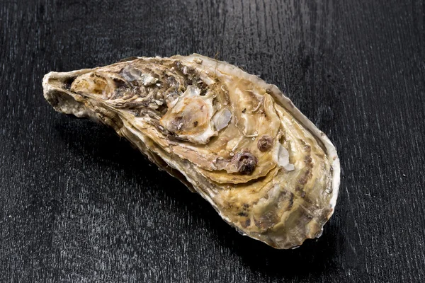 Oyster Shell морепродуктів — стокове фото